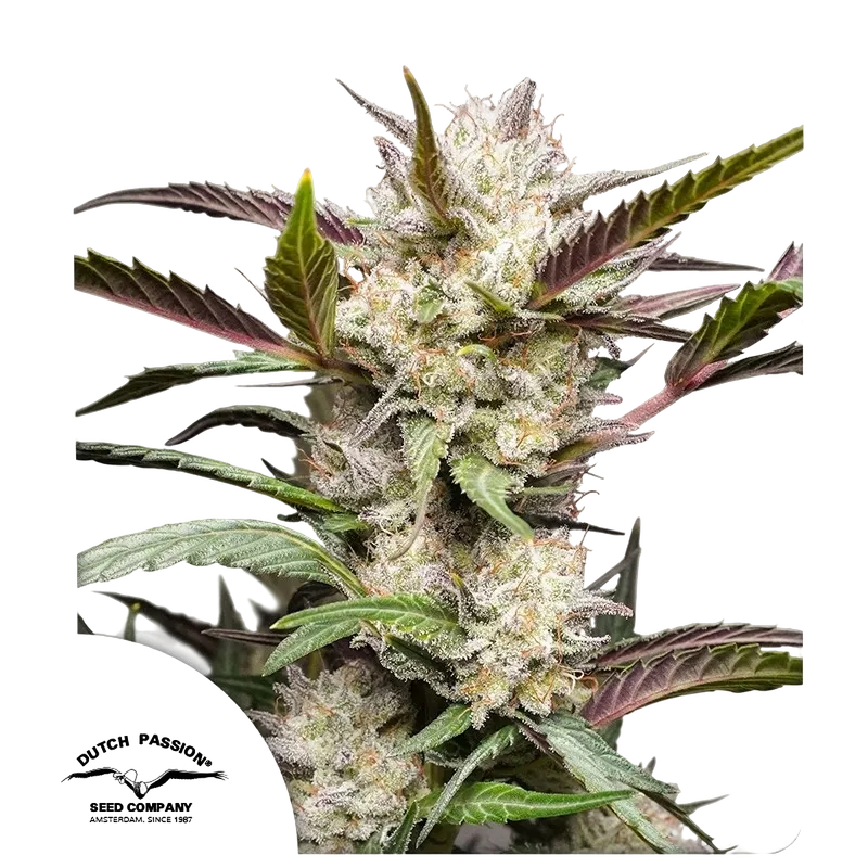 Mimosa Punch Auto | AUTOFEM | Dutch Passion