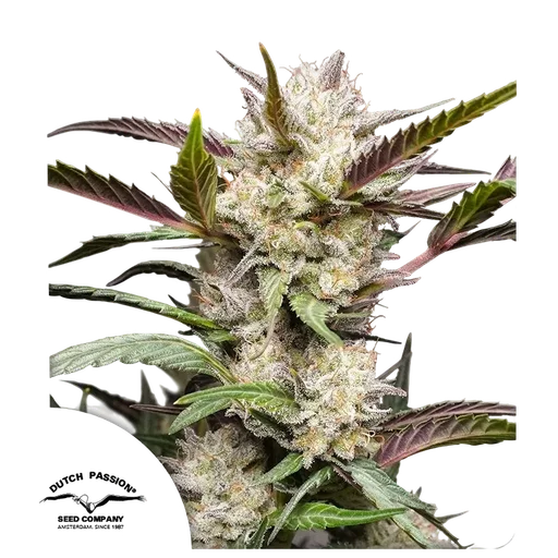 Mimosa Punch Auto
