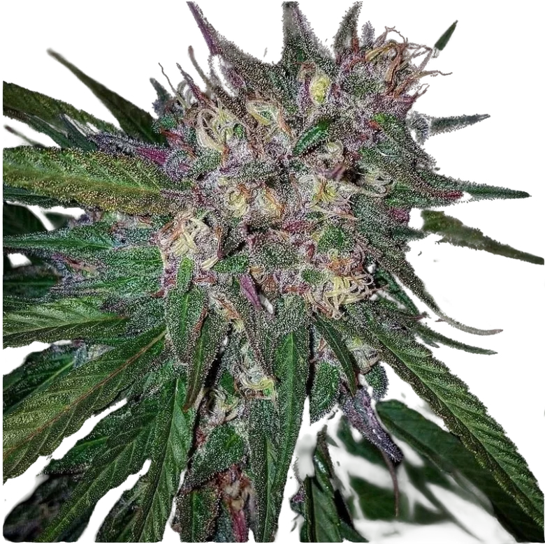 Bay Berry | PHOTOREG | Grand Daddy Genetics