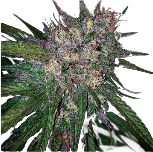 Bay Berry