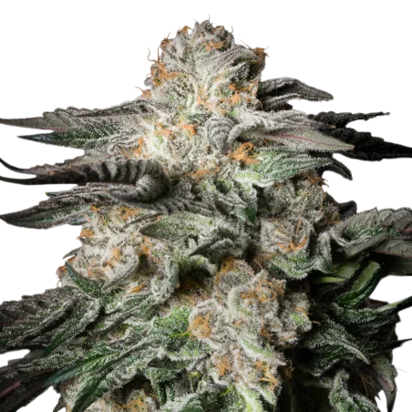 Mint Candy