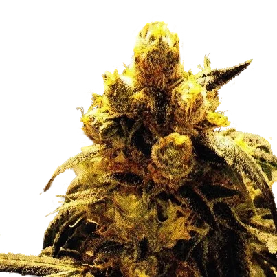 Bay Dream | PHOTOREG | Grand Daddy Genetics