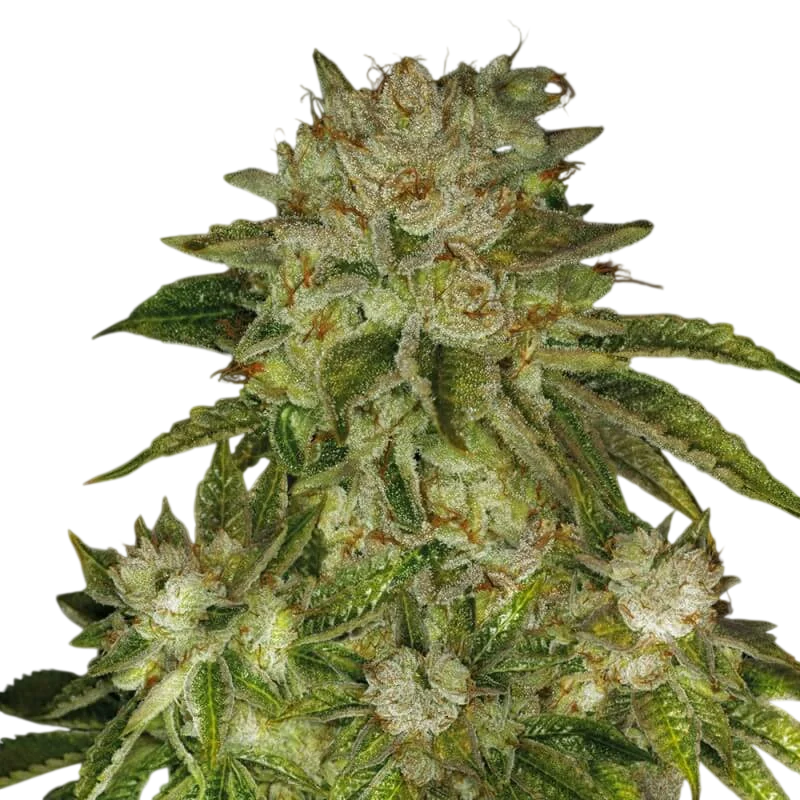 MK Ultra | PHOTOFEM | T.H. Seeds