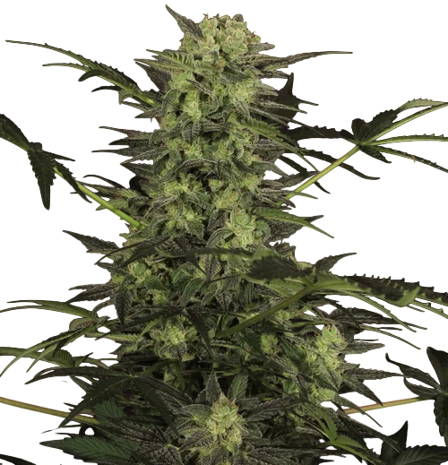 MK-Ultra Kush Auto – Produktansicht