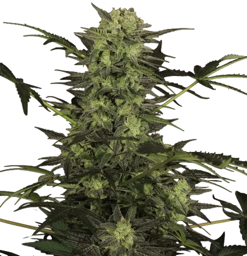 MK-Ultra Kush Auto