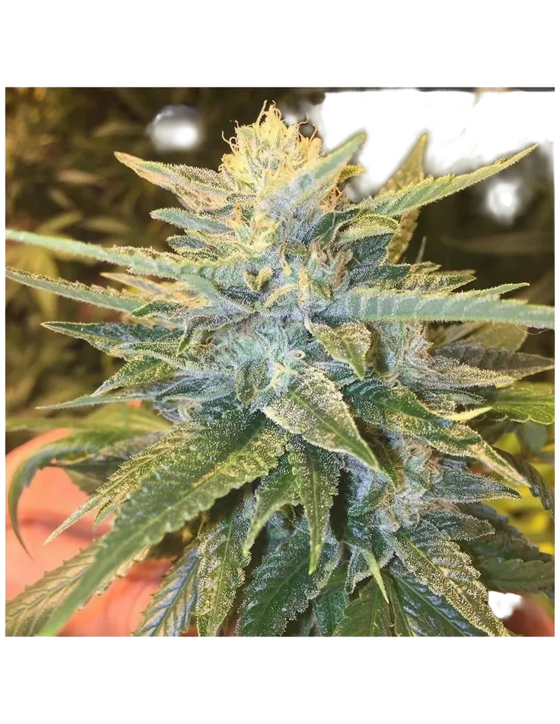 Bay Lotus | PHOTOREG | Grand Daddy Genetics