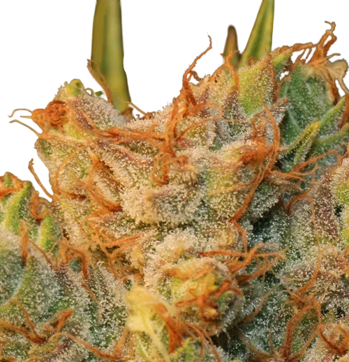 MK-Ultra Kush x Bubble – Produktansicht