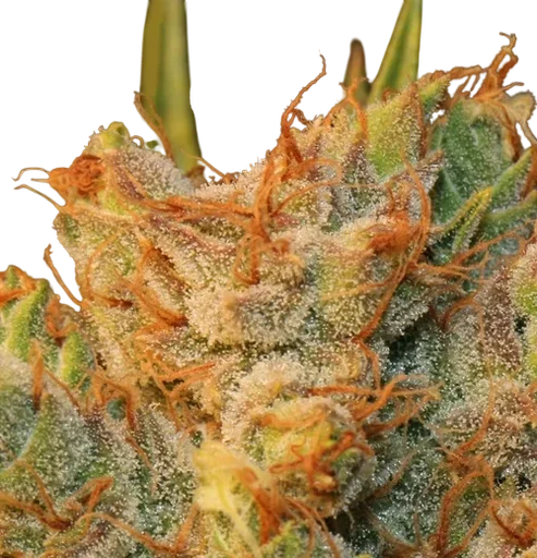 MK-Ultra Kush x Bubble