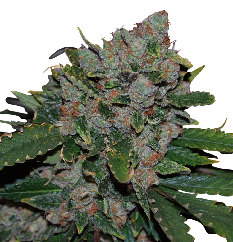 M.O.B. | PHOTOFEM | T.H. Seeds