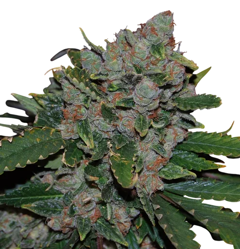 M.O.B.