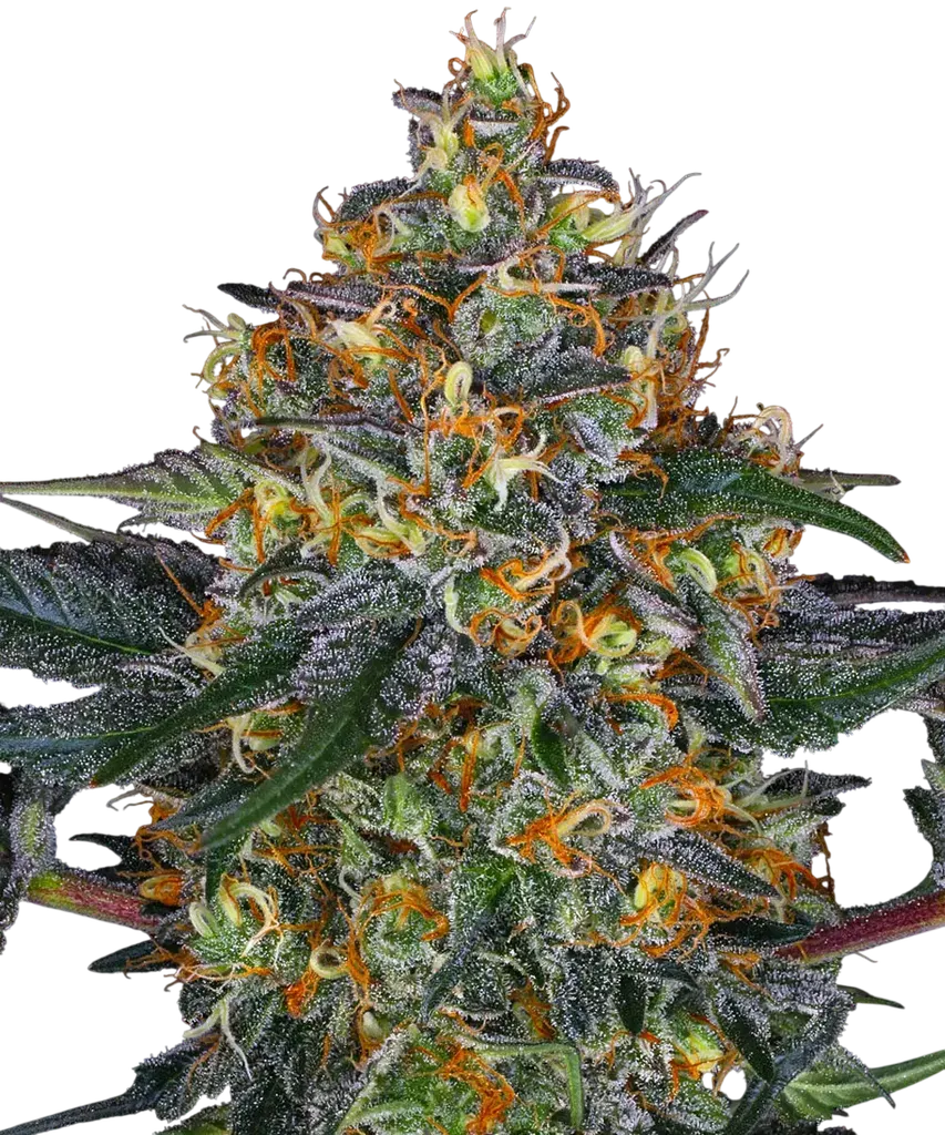 Moby Dick Auto | AUTOFEM | Barneys Farm