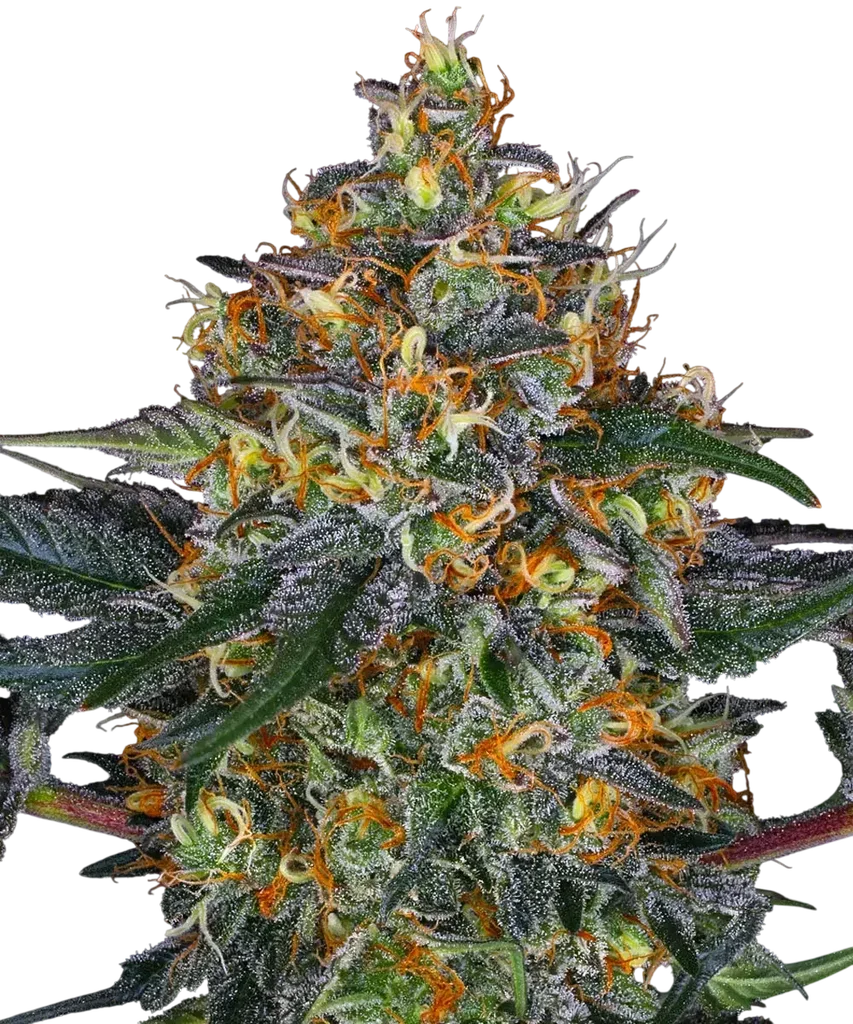 Moby Dick Auto | AUTOFEM | Barneys Farm
