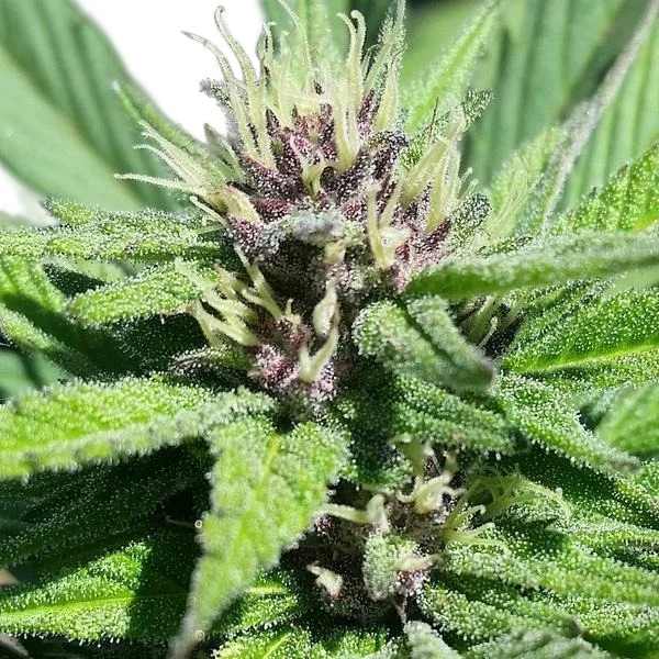 Bay Thunderbolt | PHOTOREG | Grand Daddy Genetics