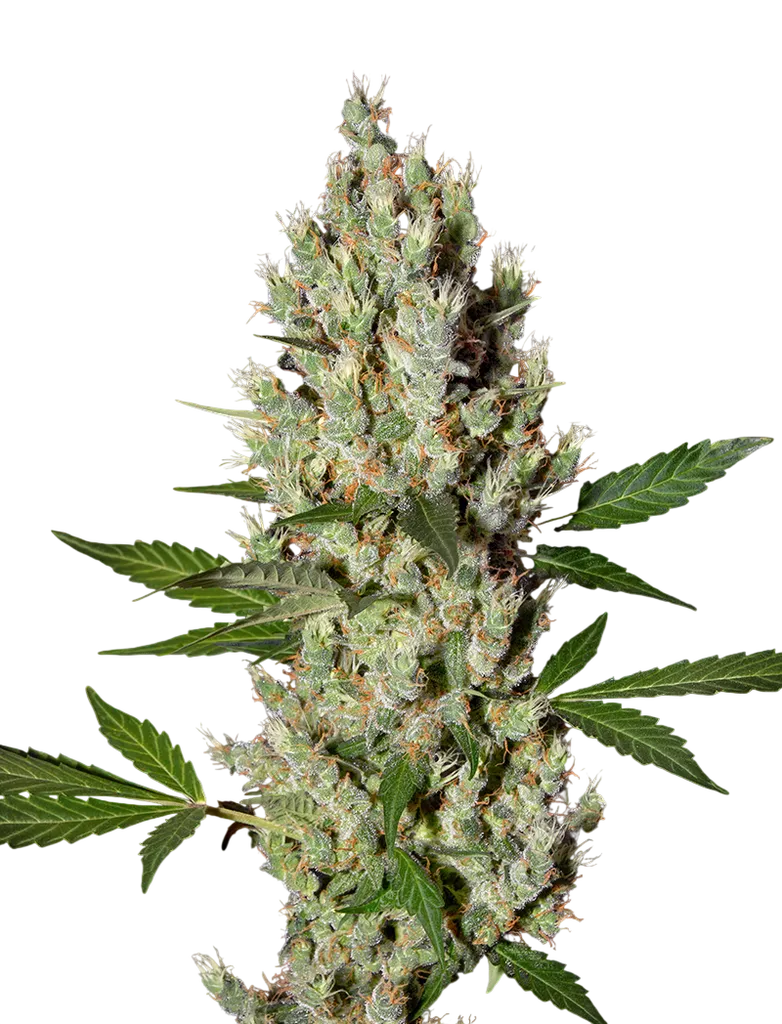 Moby Dick | PHOTOFEM | Greenhouse Seed Co.