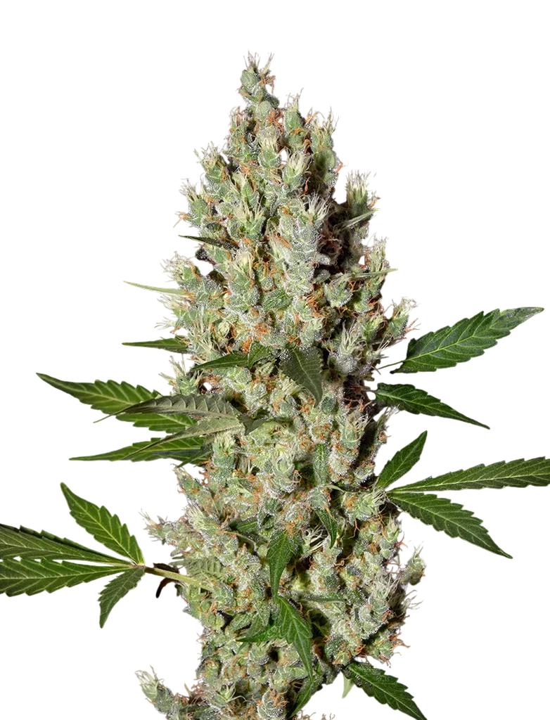 Moby Dick | PHOTOFEM | Greenhouse Seed Co.