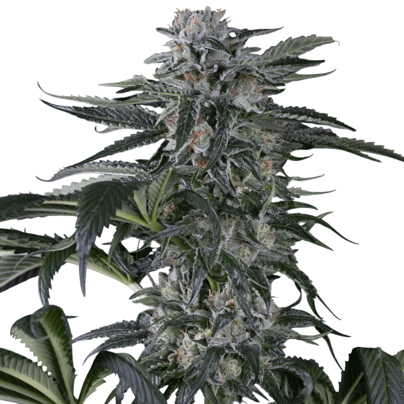 Moby Dick Auto | AUTOFEM | Silent Seeds