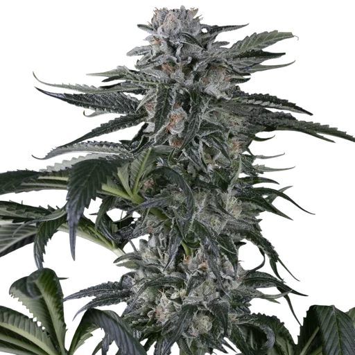 Moby Dick Auto