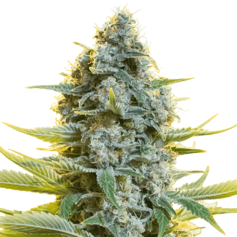 Moby Dick – Produktansicht