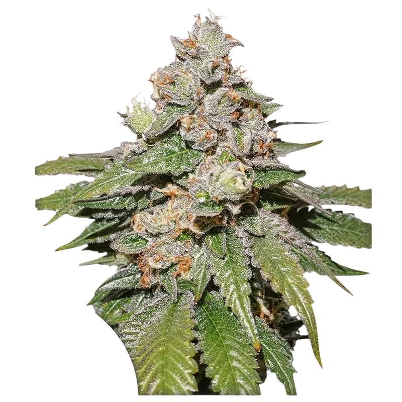 Mokums Tulip Auto – Produktansicht