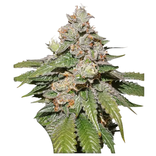 Mokums Tulip Auto | AUTOFEM | Dutch Passion