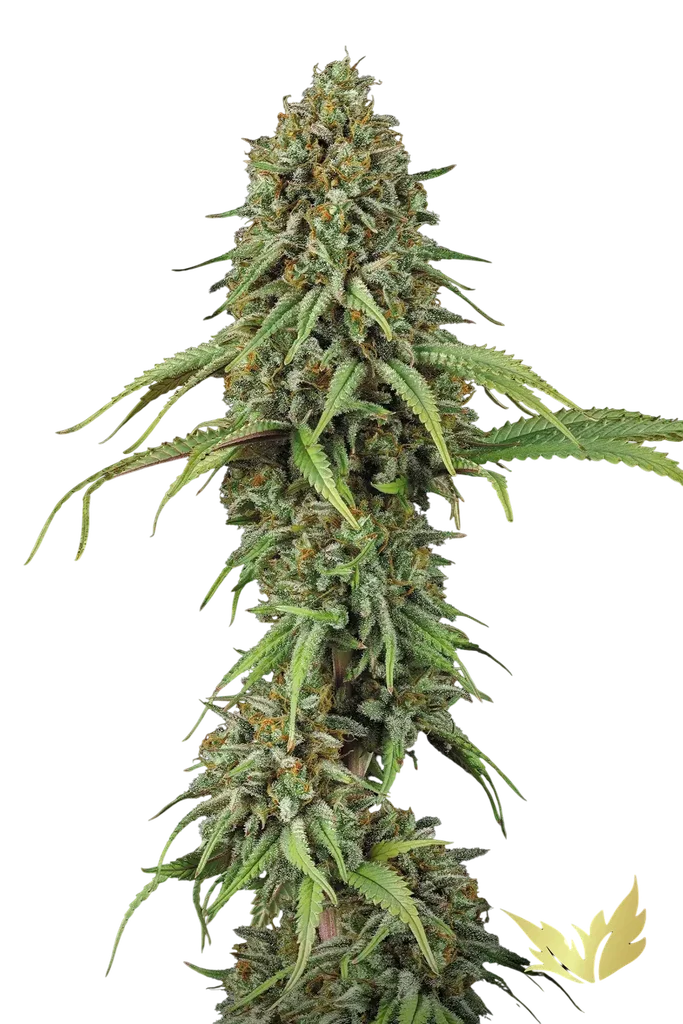 Momo | PHOTOFEM | Paradise Seeds