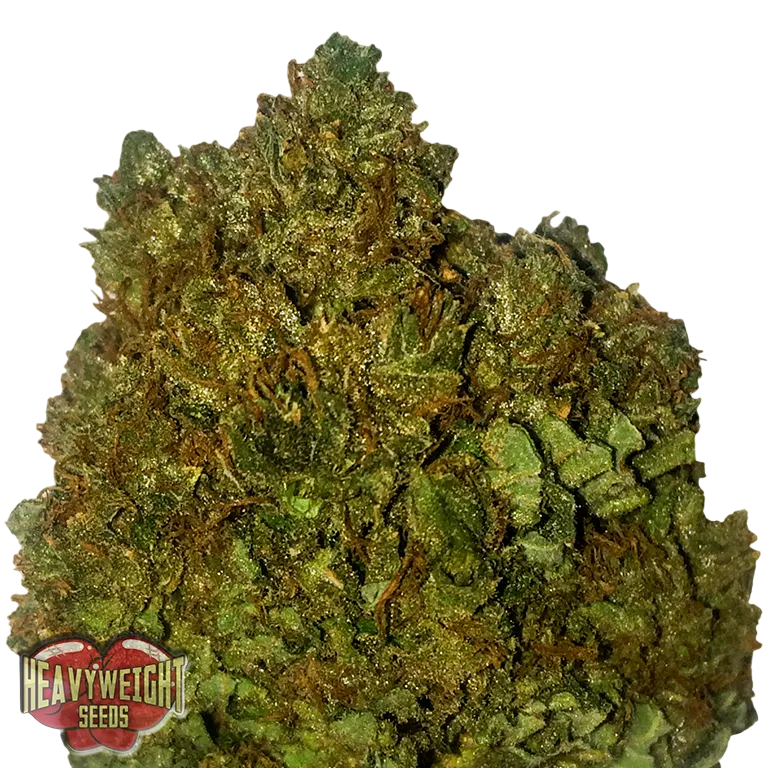 Money Bush | PHOTOFEM | Heavyweight Seeds