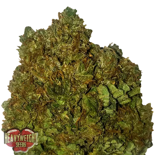 Money Bush