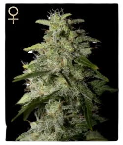 Money Maker | PHOTOFEM | Greenhouse - Strain Hunters