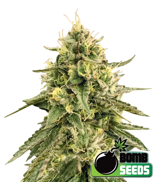 Monkey Bomb | PHOTOFEM | Bomb Seeds