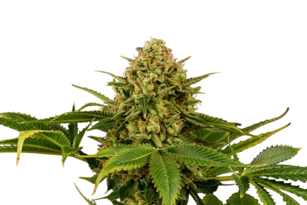 Monkey Grease | PHOTOFEM | Kannabia Seeds