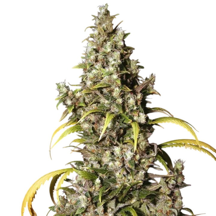 Monster | PHOTOFEM | Eva Seeds