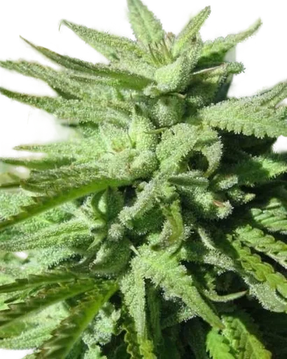 BC Hash Plant