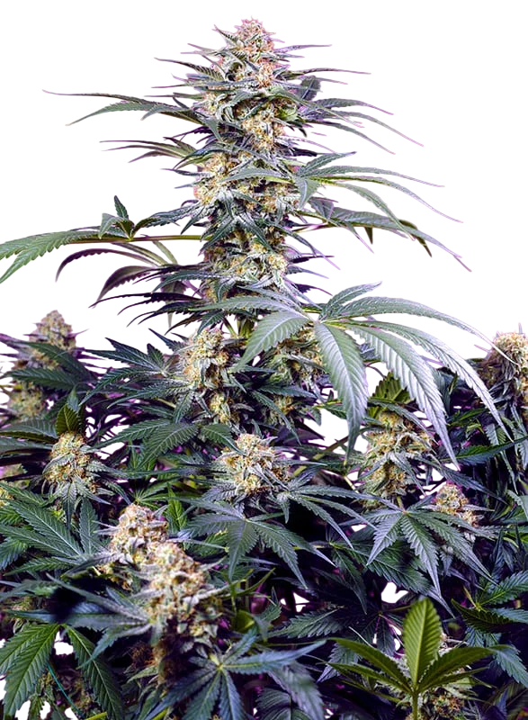 Monster Maker | PHOTOFEM | Sweet Seeds