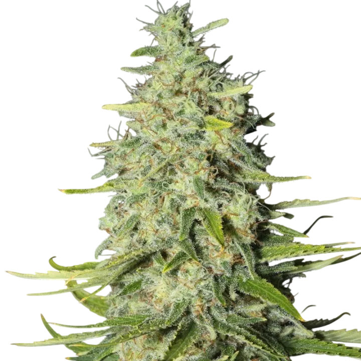 Monster CBD | PHOTOFEM | Eva Seeds