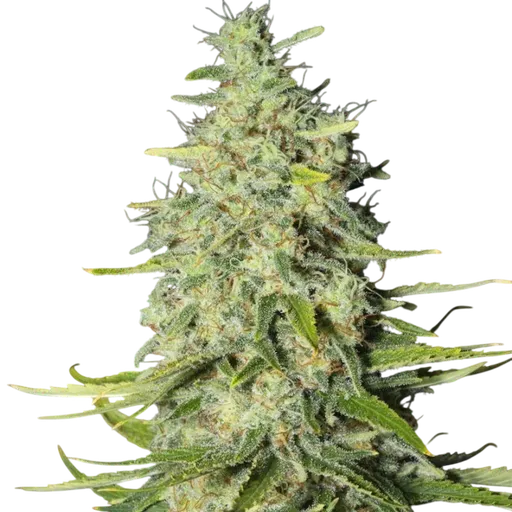 Monster CBD
