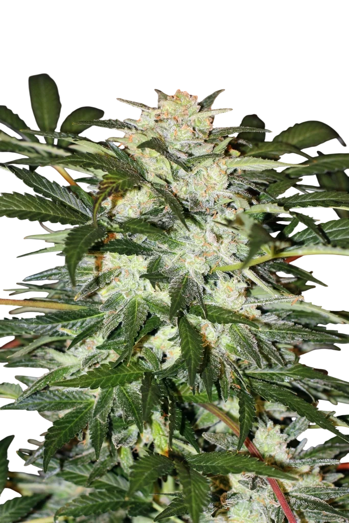 Monster Mash Auto | AUTOFEM | Exotic Seed