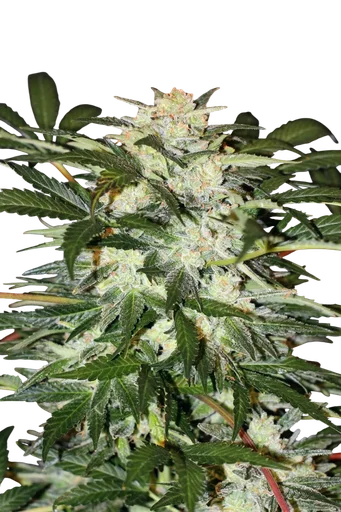 Monster Mash Auto