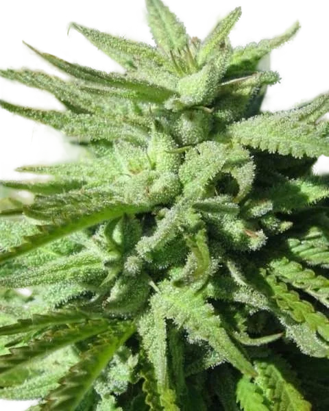 BC Hash Plant | PHOTOREG | BC Bud Depot