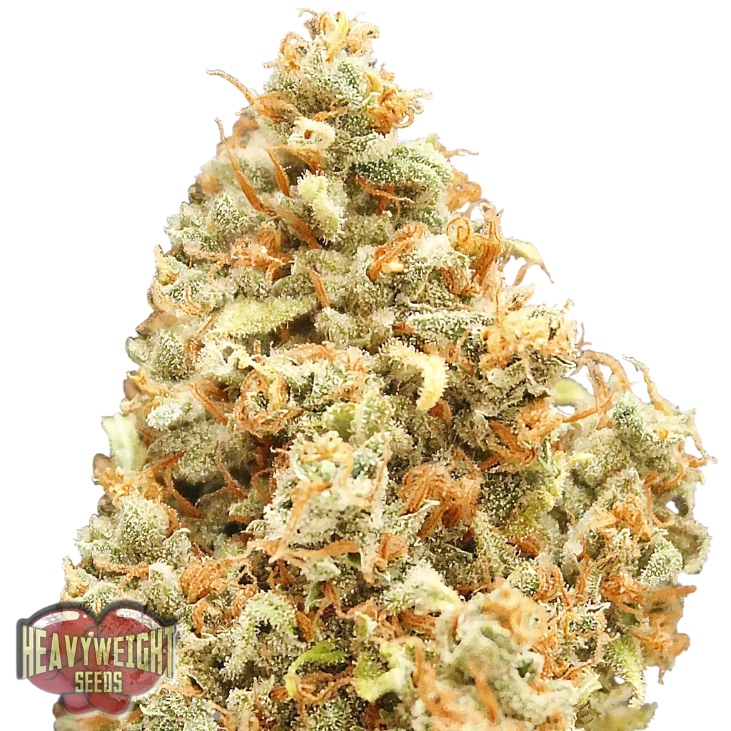 Monster Profit | PHOTOFEM | Heavyweight Seeds