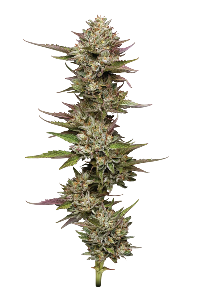 Moon Fog | PHOTOFEM | Humboldt Seed Co.