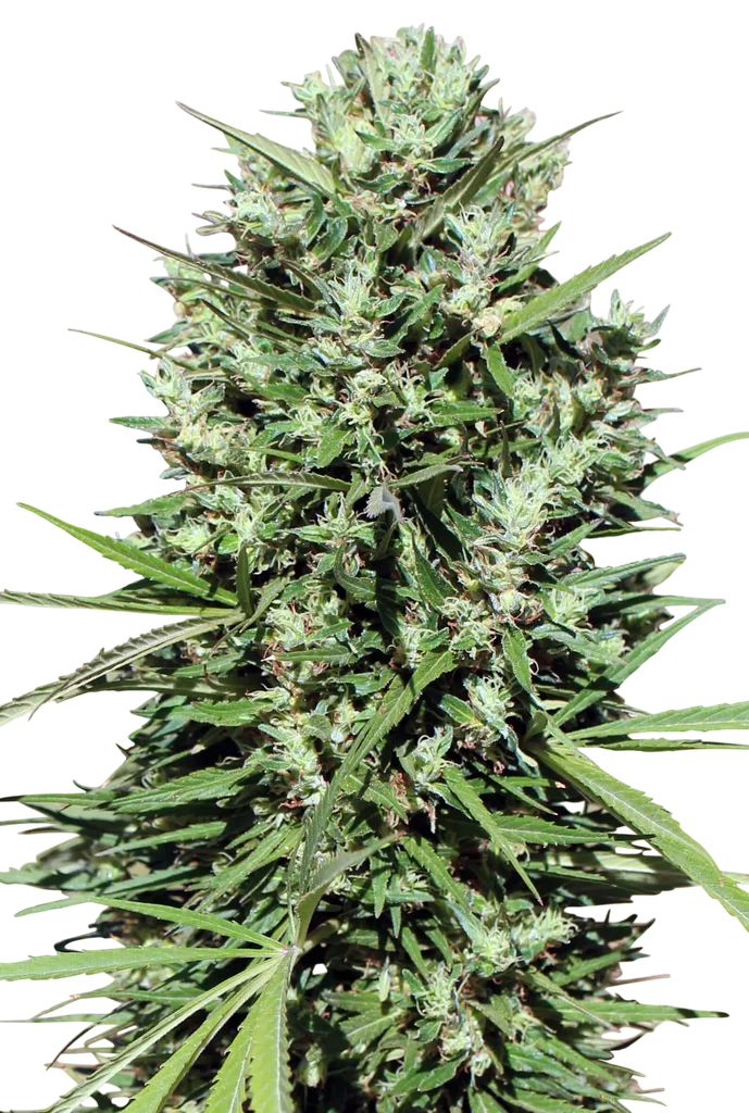 Morocco Beldia Kif | PHOTOREG | Ace Seeds