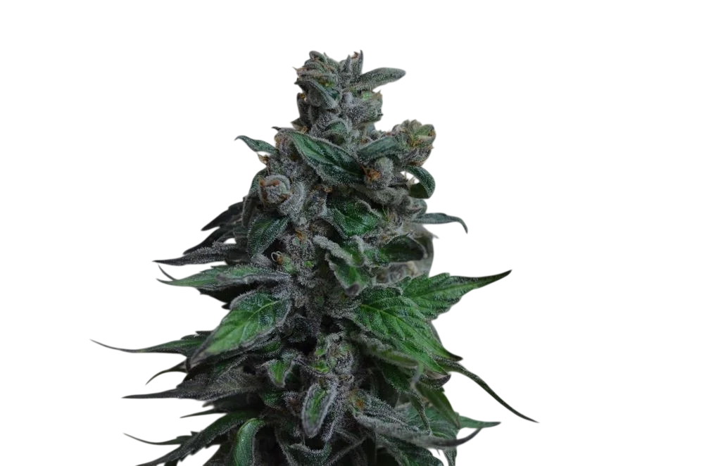 Moscow Blueberry | PHOTOFEM | Kalashnikov Seeds