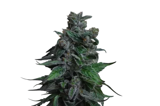 Moscow Blueberry