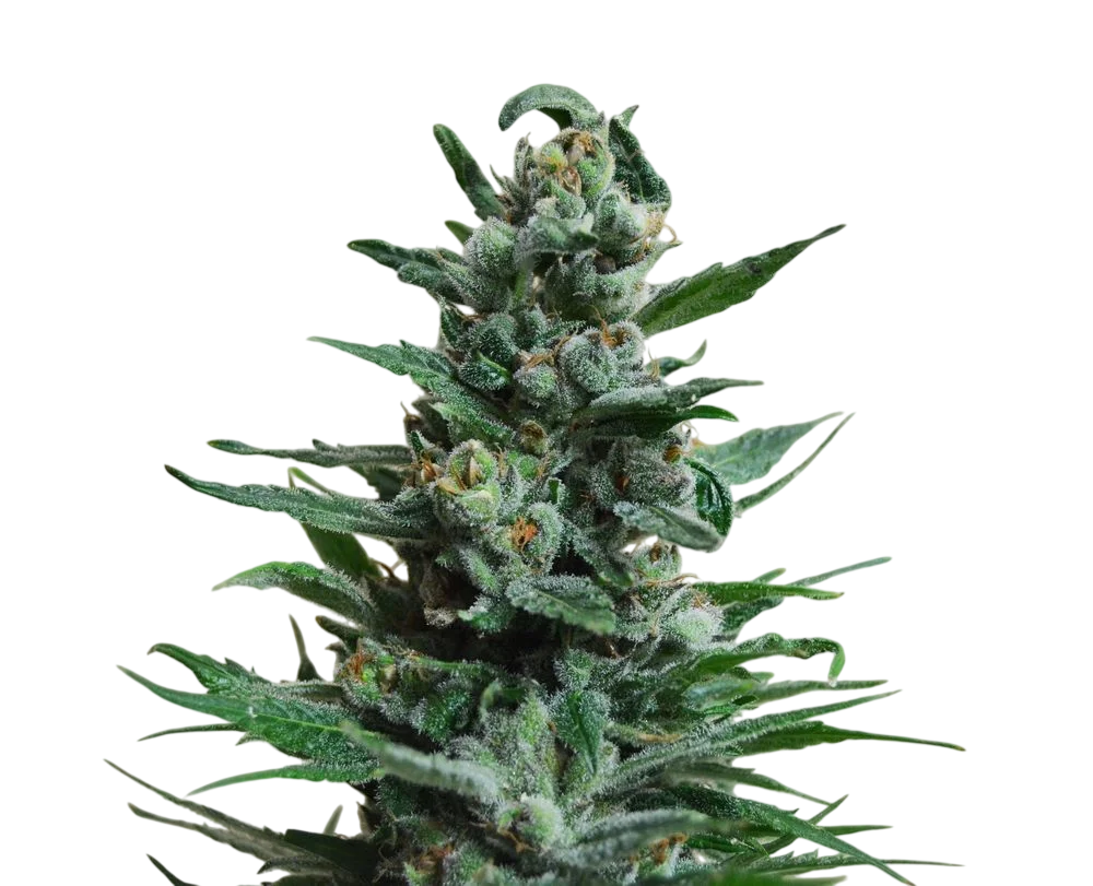 Moscow Blueberry Auto | AUTOFEM | Kalashnikov Seeds