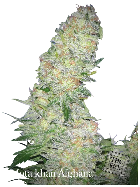 Mota Khan Afghani | PHOTOFEM | Elite Seeds