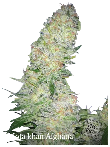 Mota Khan Afghani