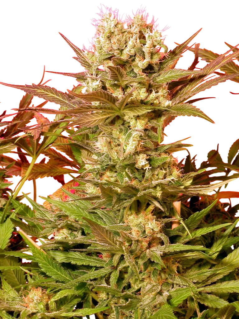 Motavation | PHOTOFEM | Serious Seeds