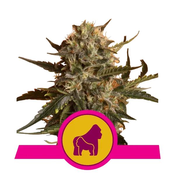 Mother Gorilla (formerly Royal Madre) | PHOTOFEM | Royal Queen Seeds