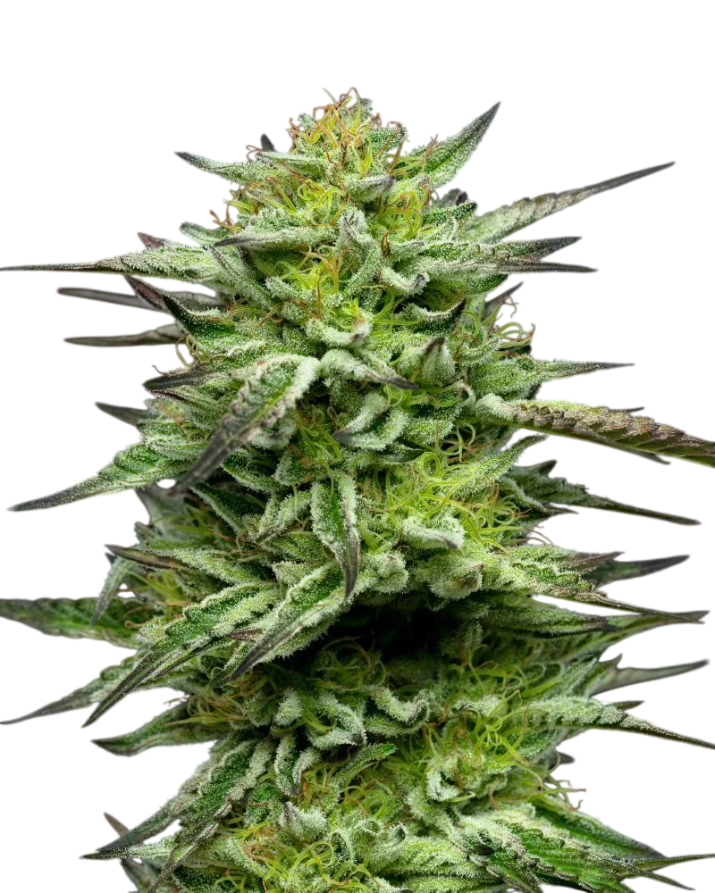 Mountaintop Mint – Produktansicht