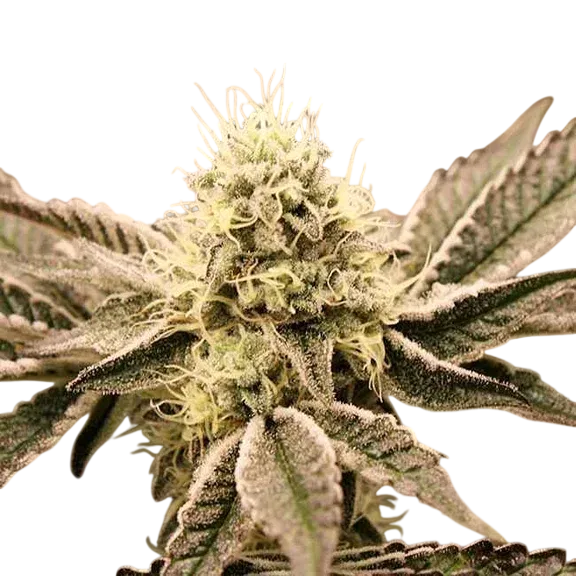 Mouth Wash | PHOTOFEM | Humboldt Seed Org.